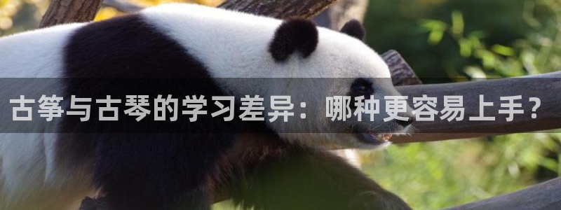 凯发正规网站：古筝与古琴的学习差异：哪种更容易上手？